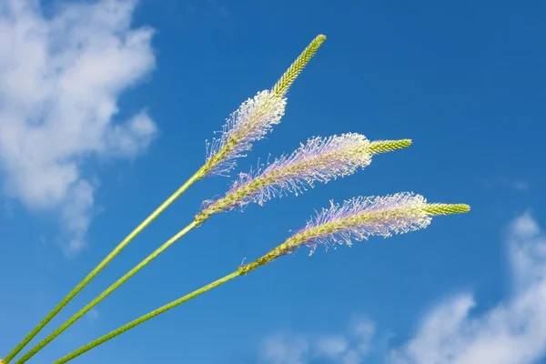 Flores de campo contra o céu azul — Fotografia de Stock