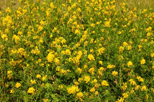 Дикі жовті квіти — стокове фото