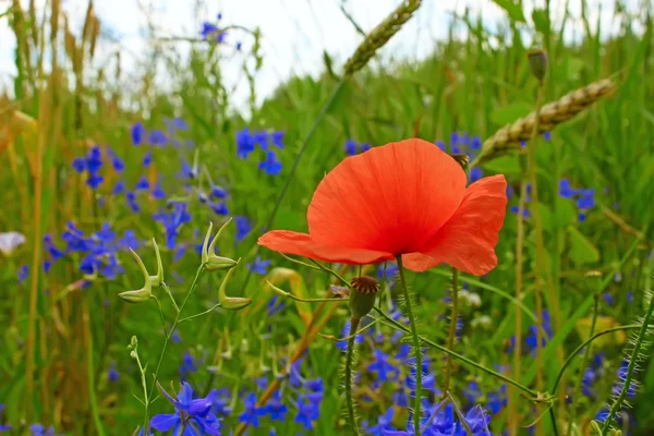 Roter Mohn Blüht Zwischen Weizen Und Kunterbuntem Gras — Stockfoto
