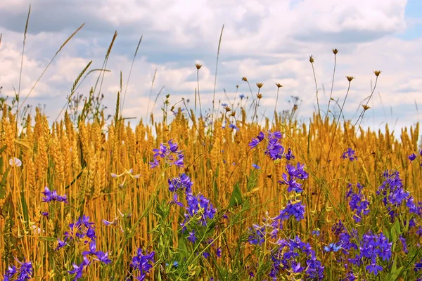 Wildflowers on the edge of wheat field — Stock Photo, Image