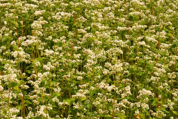 Campo de trigo sarraceno con flores —  Fotos de Stock