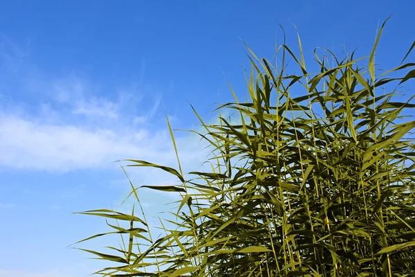 Zelené Rostliny Reed Proti Modré Obloze — Stock fotografie