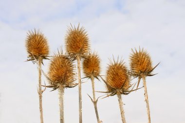 teasel arka plan bulutlu gökyüzü üzerinde kuru çiçek