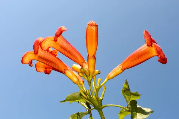Eccremocarpus філія цвітіння — стокове фото