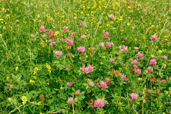 Många vilda växt av släkten Trifolium blommor — Stockfoto