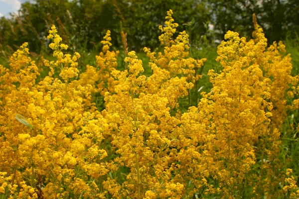 Fiori selvatici estivi gialli — Foto Stock
