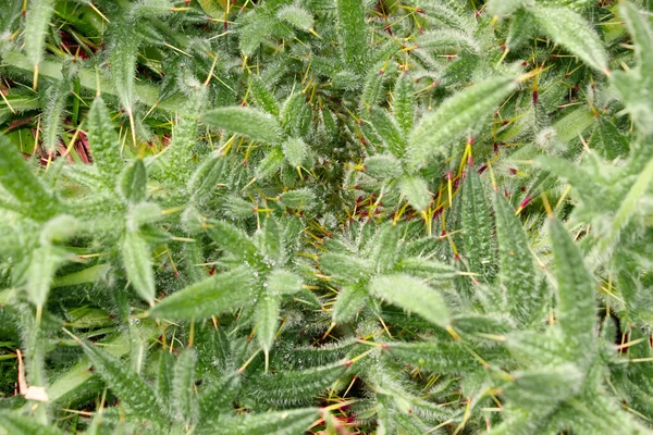 Close-up φραγκοσυκιές φωτεινό πράσινο φυτό — Φωτογραφία Αρχείου