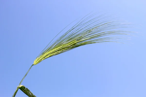 Blooming green ear of barley — Stock Photo, Image