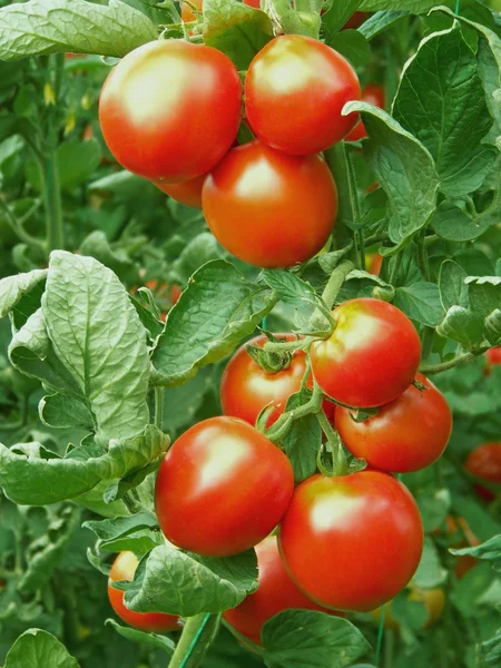 Tomates rojos maduros — Foto de Stock