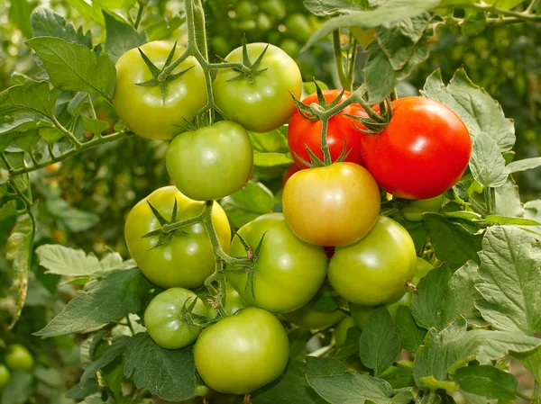 Bunch with green and red tomatoes — Stock Photo, Image