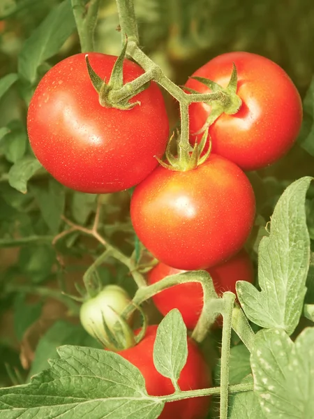 Ramo con tomates rojos — Foto de Stock