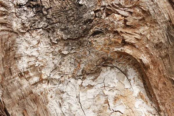 Fungus on the walnut timber — Stock Photo, Image