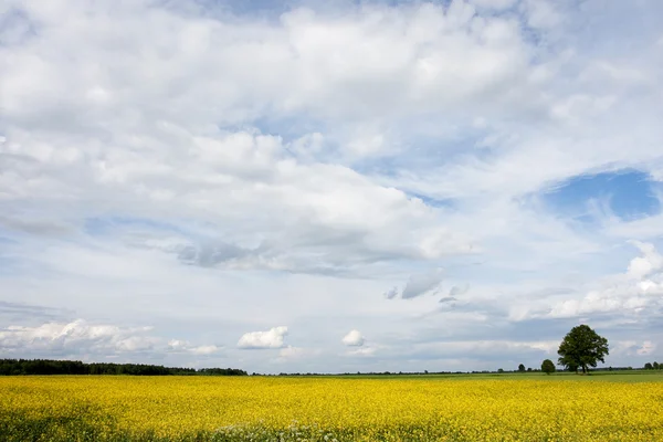 stock image Landscape