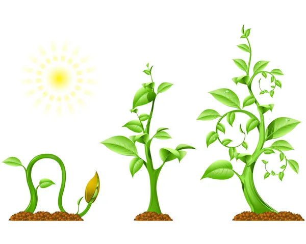 Pflanzenwachstum — Stockvektor
