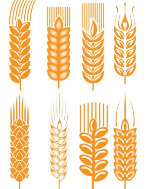 Wheat ears clipart