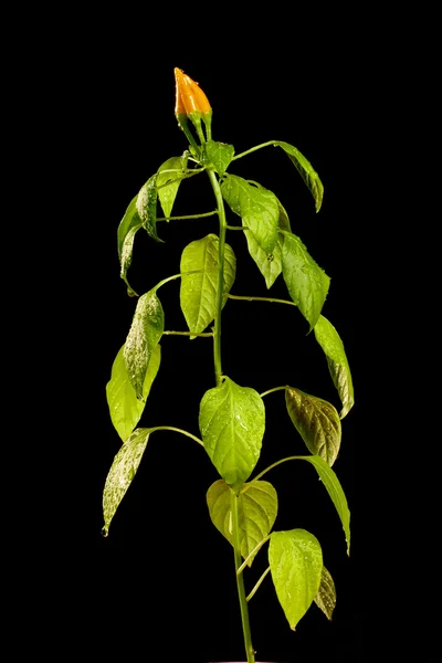 stock image Growing pepper with fruits