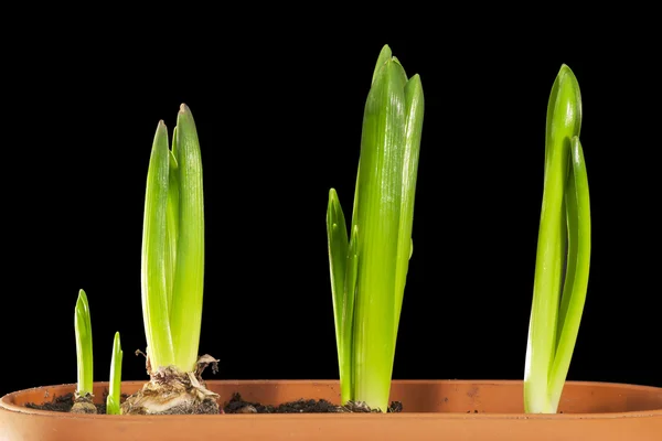 Grüne Holländische Tulpensprossen Isoliert Auf Schwarz — Stockfoto