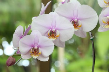 Beyaz ve parlak mor orkide, phalaenopsis melez