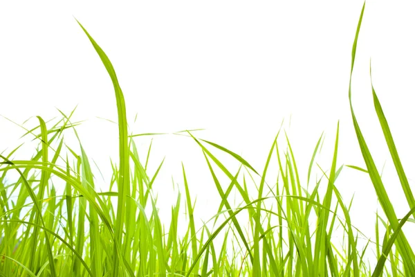 Зеленая трава на белом — стоковое фото