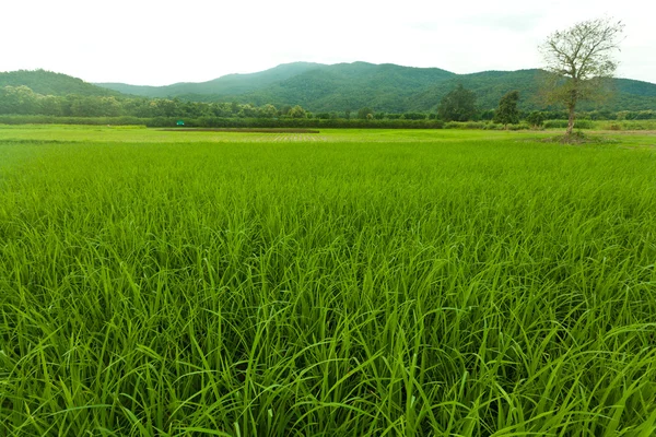 Зеленое рисовое поле возле горы — стоковое фото