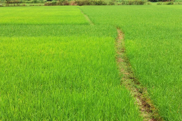 Camino camino en el campo de arroz —  Fotos de Stock