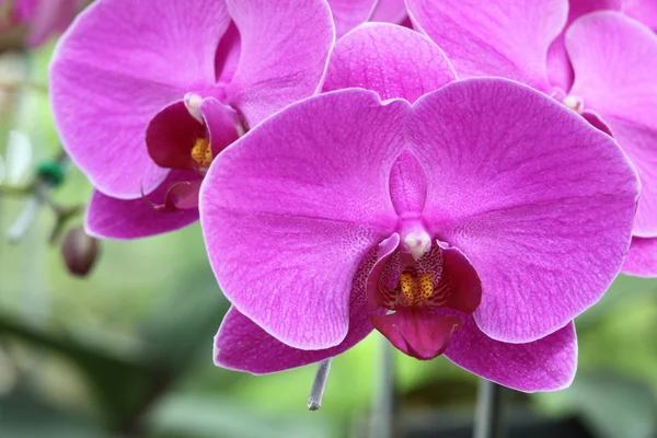 Vackra lila orkidé, phalaenopsis-hybrider — Stockfoto