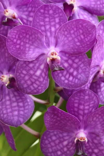 Vakre lilla orkideer, Vanda-hybrider – stockfoto
