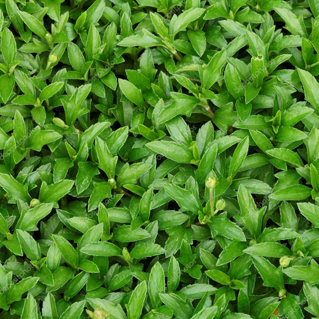 Field of Green Zinnia flower leaf background — Stock Photo © keattikorn ...