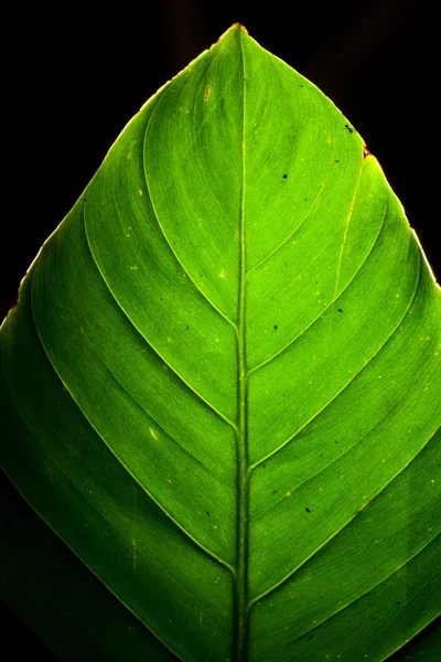 stock image Green Leaf Detail Backlit on black