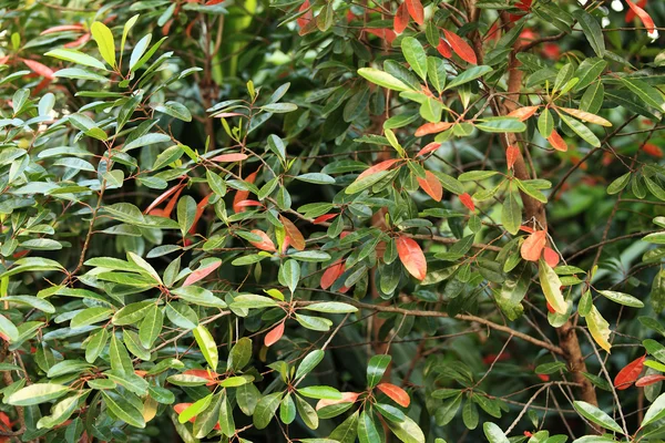 stock image Leaf Color Season Change