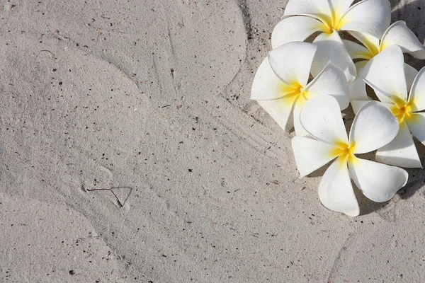 Leelawadee Λουλούδι Στη Λευκή Άμμο — Φωτογραφία Αρχείου