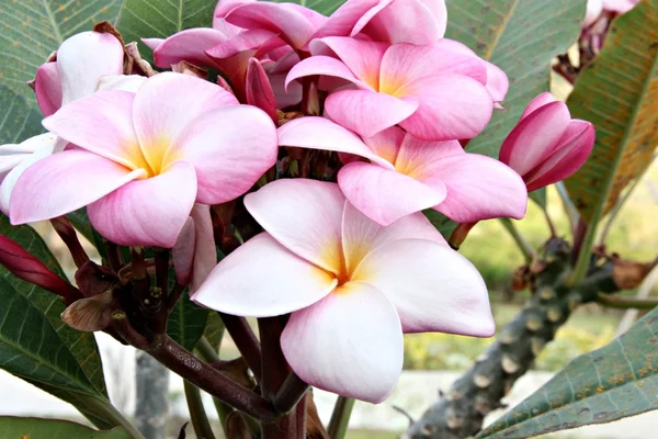 Růžový leelawadee — Stock fotografie