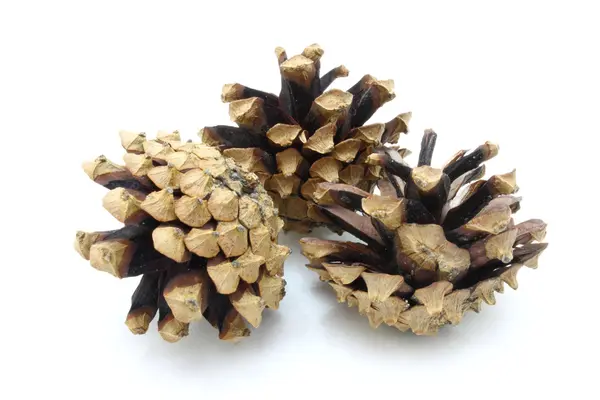 stock image Pine cones