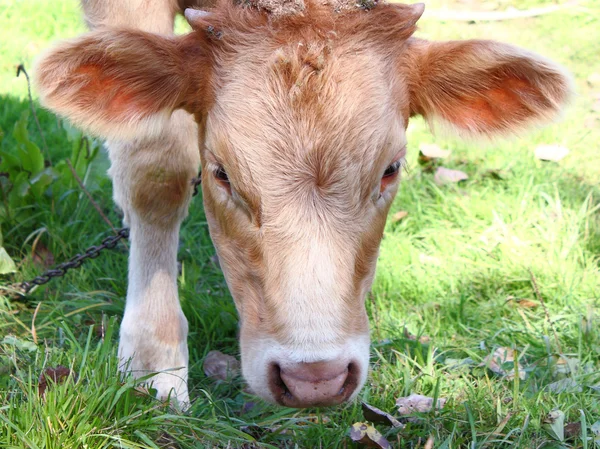 The young it is brown a white calf — Stock Photo, Image