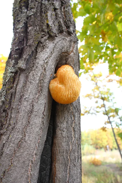 Moos auf einem Baum — Stockfoto