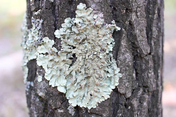 stock image Moss on a tree