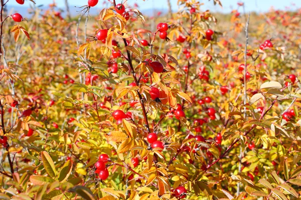 Red dogrose in the autumn — Stock Photo, Image