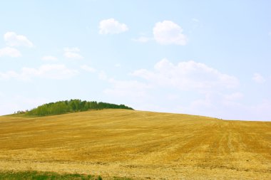 Sarı alan ve mavi gökyüzü.