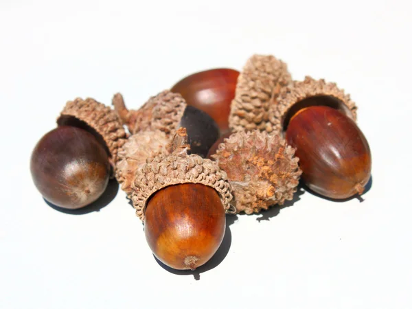 Autumn browns acorns — Stock Photo, Image