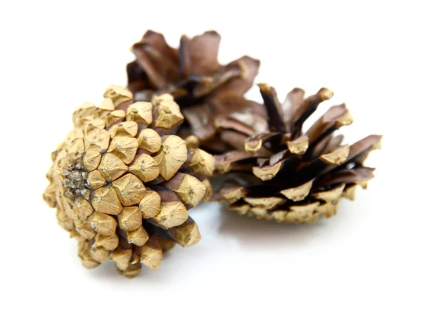 stock image Pine cones