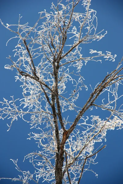 Rami d'albero ricoperti di gelo — Foto Stock