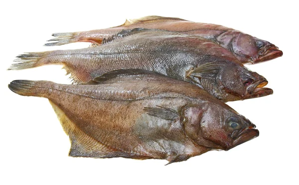 Four fresh flounder fishes — Stock Photo, Image