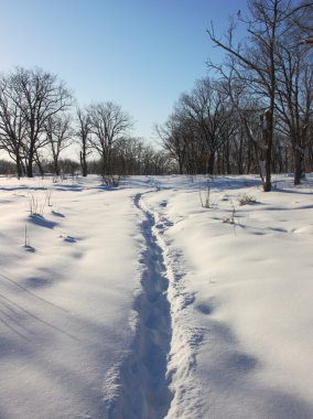 Path through winter woods clipart