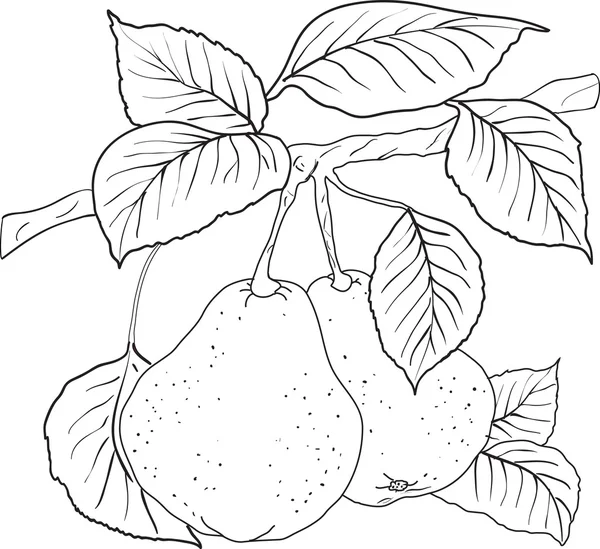 Dos peras amarillas maduras con hojas en una rama. Un vector — Archivo Imágenes Vectoriales