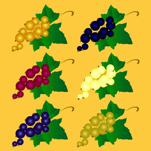Frenk üzümü farklı renklerde vektör çizim — Stok Vektör