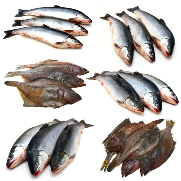 stock image Set fish collection