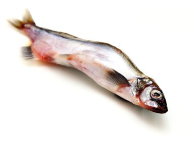 Beyaz arka plan üzerinde izole capelin balık