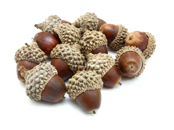 Stock image Acorns on the white background