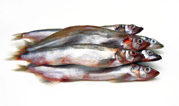 Lodda Fisk Isolerat Den Vita Bakgrunden — Stockfoto