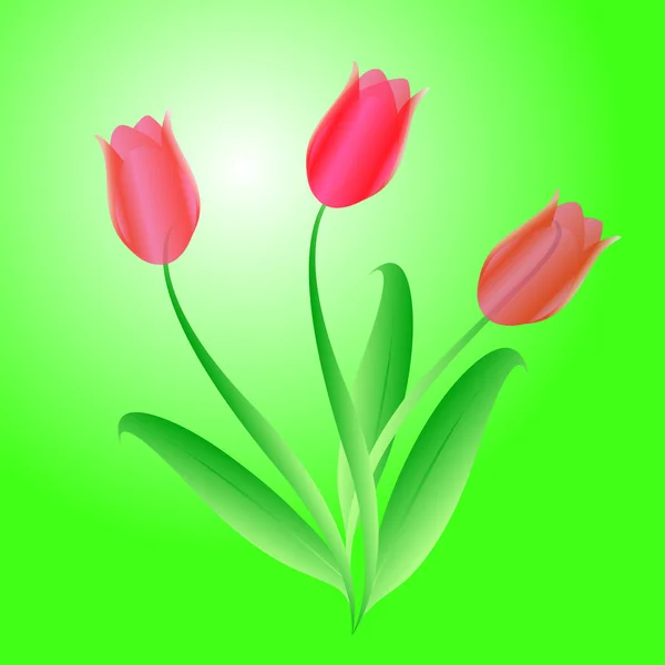 Bouquet from three beautiful tulips — Stock Photo, Image